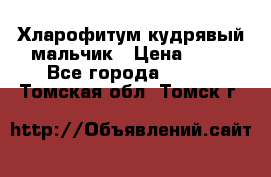 Хларофитум кудрявый мальчик › Цена ­ 30 - Все города  »    . Томская обл.,Томск г.